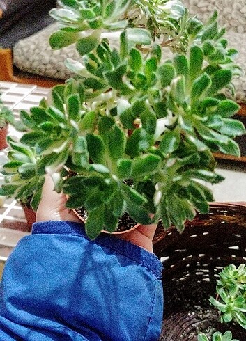 Diğer Aeonium castello veriagate ağaç gövde çok rozet