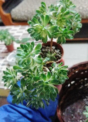  Beden Aeonium castello veriagate ağaç gövde çok rozet