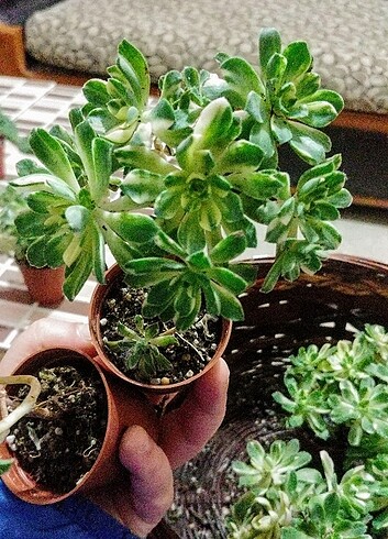  Beden çeşitli Renk Aeonium castello veriagate ağaç gövde çok rozet