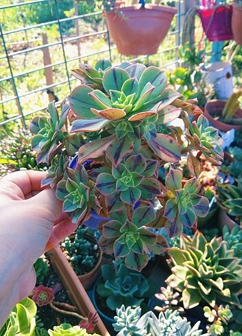 Aeonium