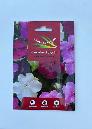 Mor Cam Güzeli Çiçeği Tohumu