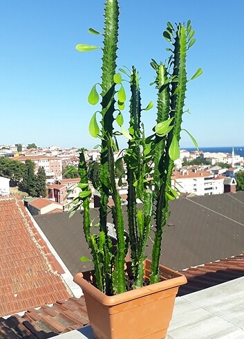 Euphorbia trigona (süt ağacı) Fideleri