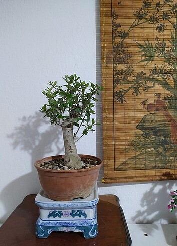 Diğer Zeytin Bonsai Agaci
