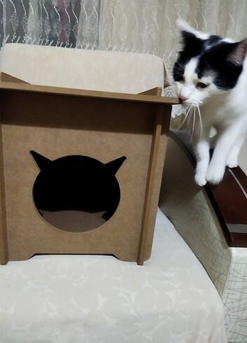 Kedi yuvası