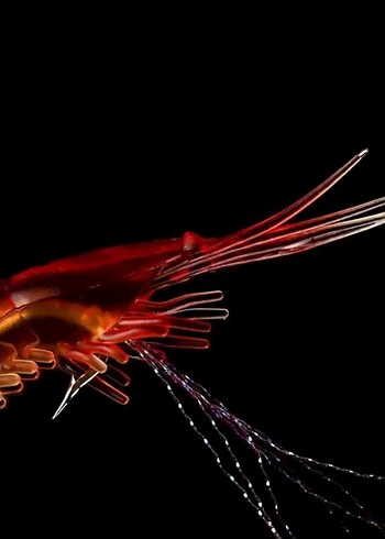 7 adet karanlıkta parlayan silikon karides yem - Görsel 2