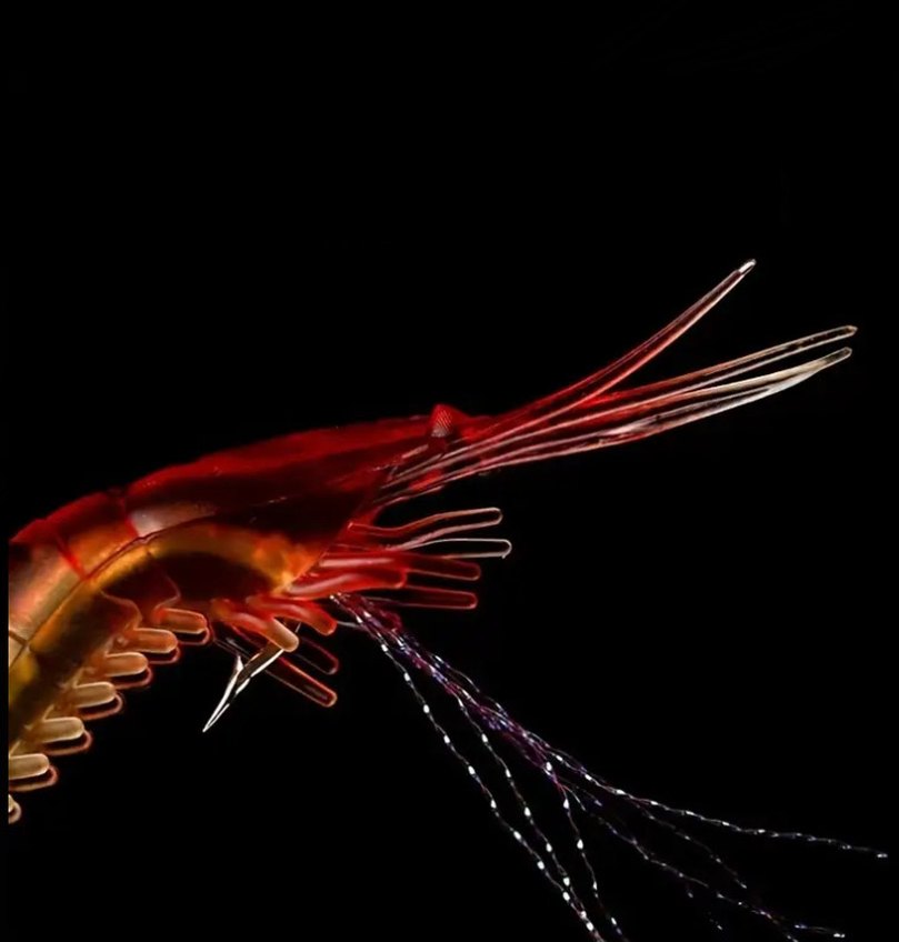 7 adet karanlıkta parlayan silikon karides yem - Görsel 2