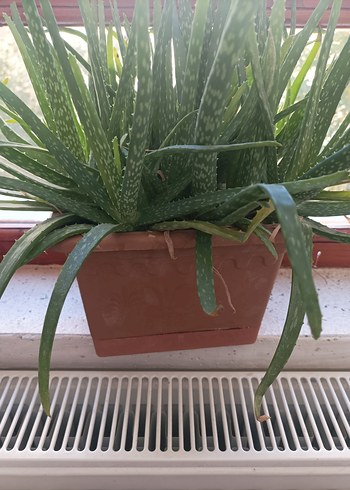 Beden Parlak Yeşil Dekoratif Aloe Vera Bitkisi