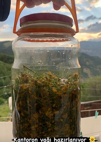 Kantaron yağı - Görsel 2