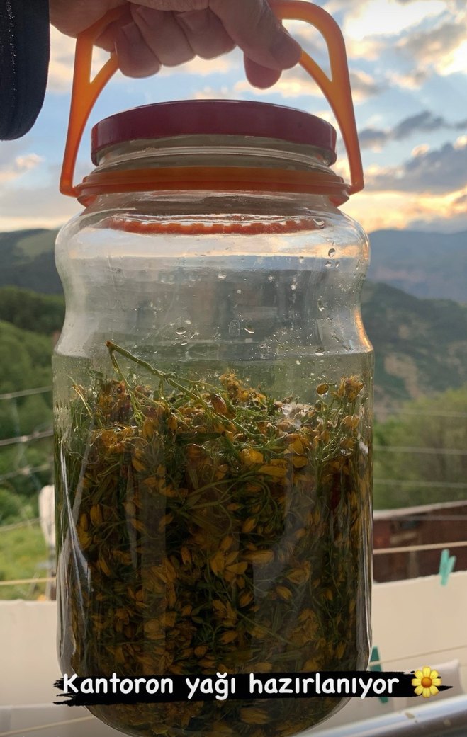 Kantaron yağı - Görsel 2