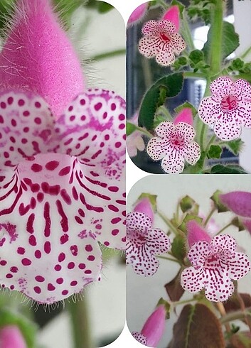 Kohleria nis Jessica