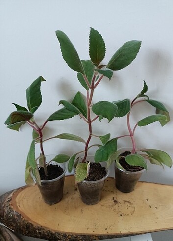 Kohleria