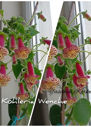 Kohleria 