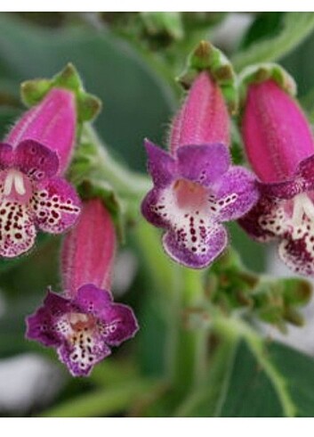Kohleria 
