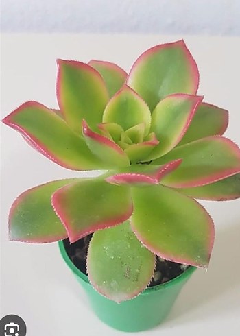 aenium kiwi - Görsel 2