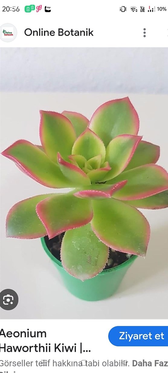 aenium kiwi - Görsel 2