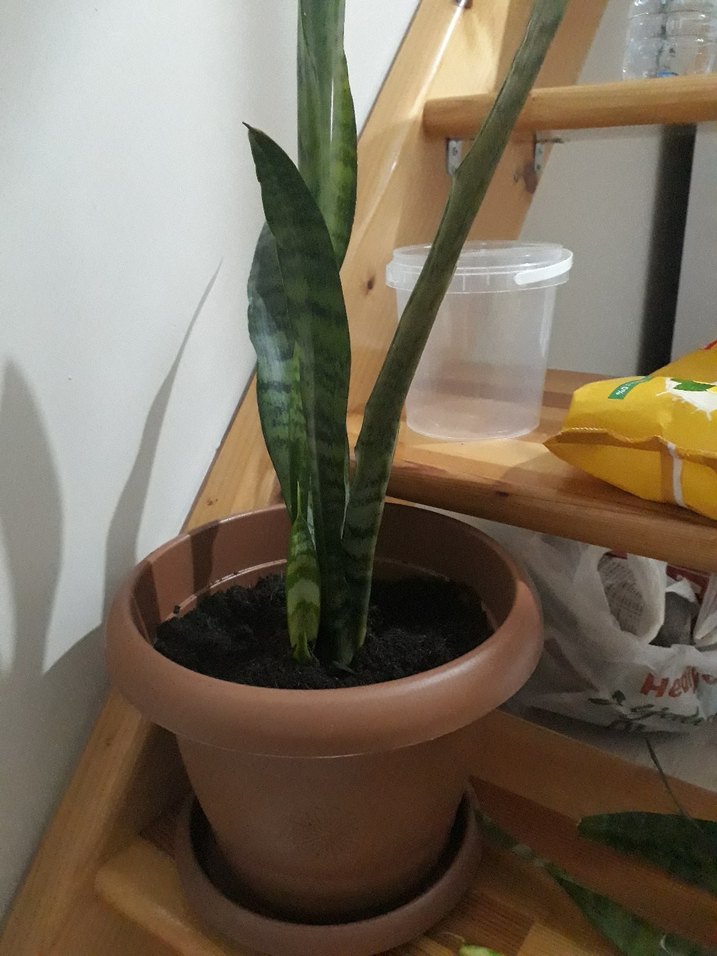 kılıç çiçeği - Görsel 3