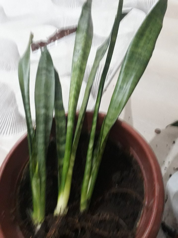 kılıç çiçeği - Görsel 4