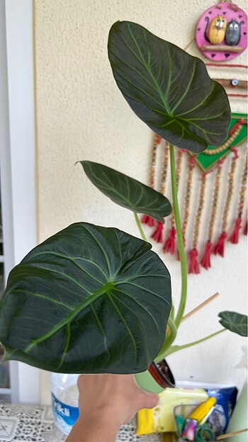 Diğer Alocasia