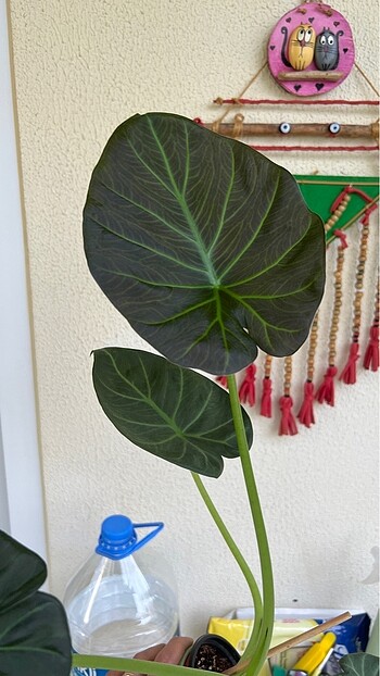  Beden Alocasia