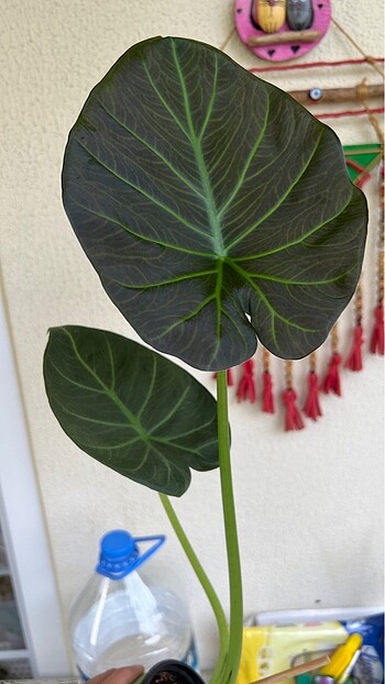  Beden yeşil Renk Alocasia