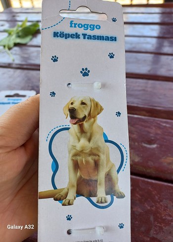 Beden Renkli Mavi Kedi Tasması