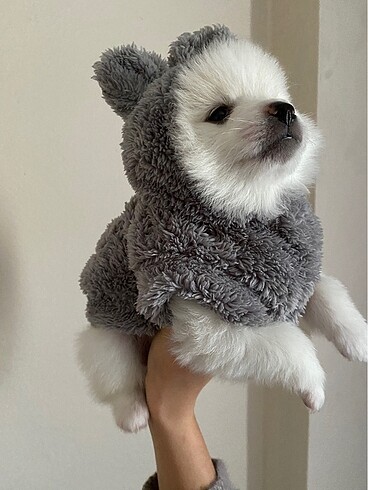 Köpek kıyafeti