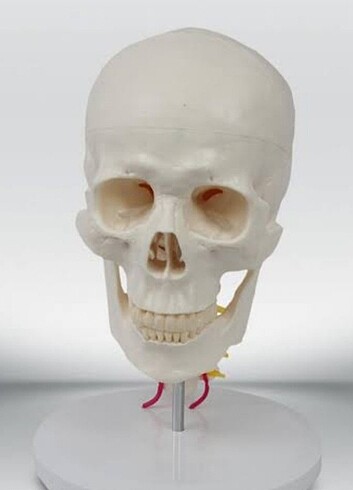 Tasarımcı Anatomik Kafatası