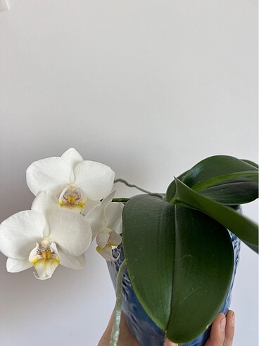 Beyaz Phal Anaç Orkide
