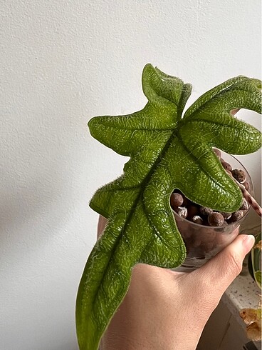 Alocasia Jacklyn