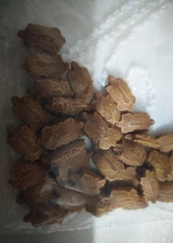 Kudret Narı Tohumu 33 Adet - Görsel 2