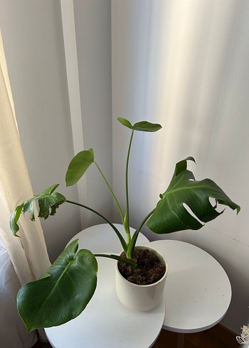 Mudo Concept Beyaz Saksıda Monstera Bitkisi
