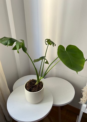 Beden beyaz Renk Beyaz Saksıda Monstera Bitkisi