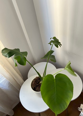 Beden Beyaz Saksıda Monstera Bitkisi