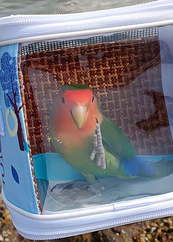 Kuş Taşıma Çantası Sıfır - Görsel 3