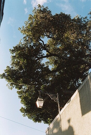  Beden Renk Analog Film