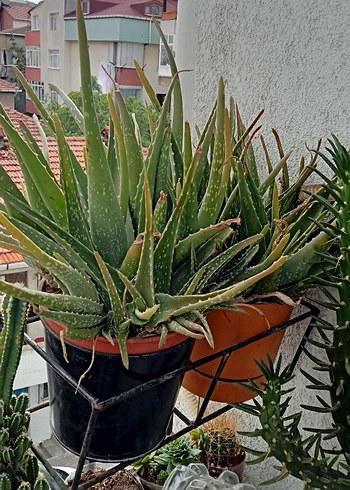 Koyu Yeşil Aloe Vera Saksı Bitkisi