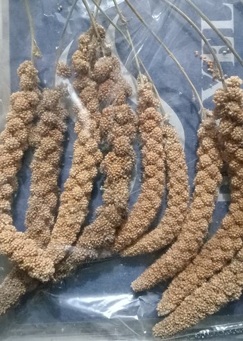 kuşlar için dal darı