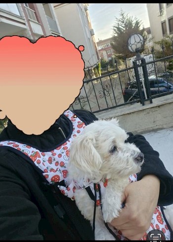 Renkli Ekose Desenli fermuarlı Köpek taşıma çantası - Görsel 3