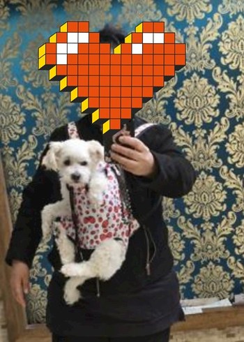 Renkli Ekose Desenli fermuarlı Köpek taşıma çantası - Görsel 2