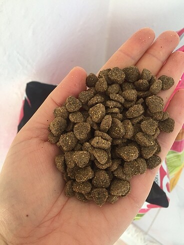 Kuru kedi maması