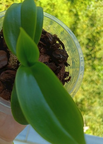 Çiçek Phal fantastik green envy x phal stuartiana 3 lips