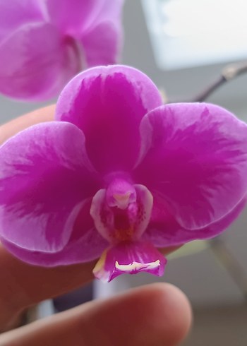 Çiçek phal Queen beer splash