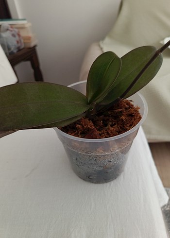  Beden Phalaenopsis Orkide Saksıda