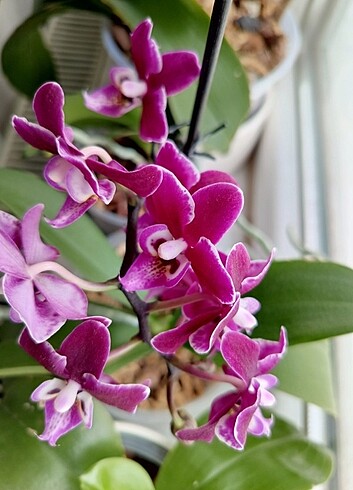 Phal çiçekli cha cha