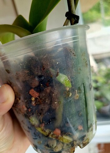 Beden bordo Renk Çiçekli Plastic dole tomurcuklu