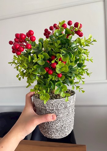 Ikea Kırmızı Meyveli Dekoratif Saksı Bitkisi