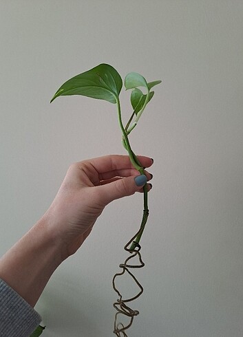 Pathos sarmaşık canlı - Görsel 5