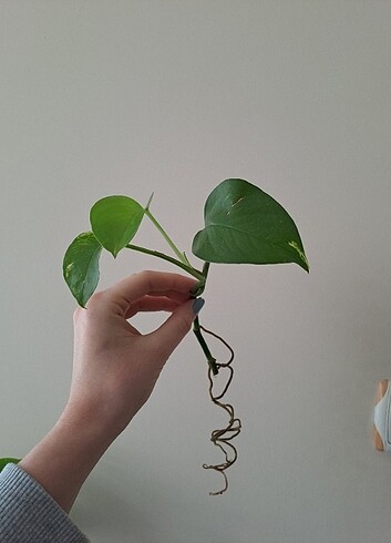 Pathos sarmaşık canlı - Görsel 6