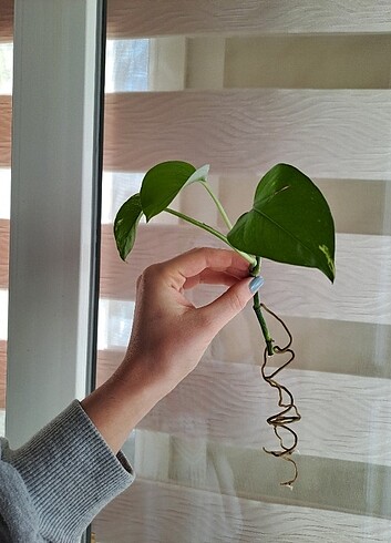 Pathos sarmaşık canlı - Görsel 7