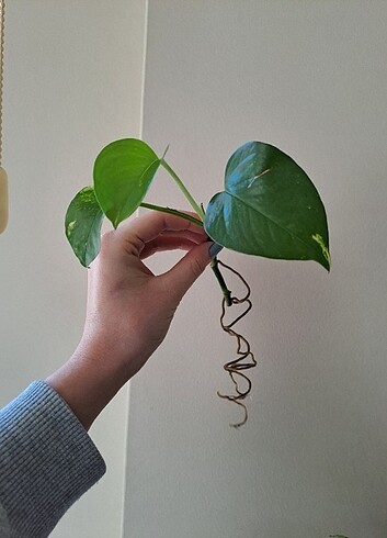 Pathos sarmaşık canlı - Görsel 8